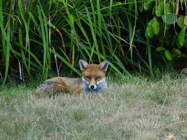 A Fox in the garden