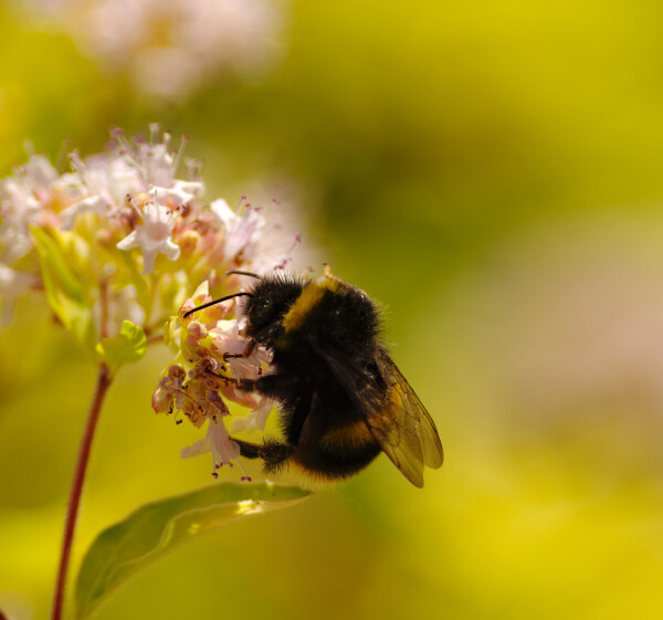 Busy Bee.