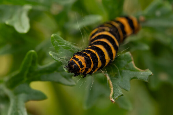 Caterpillar of the Cinnabar Moth