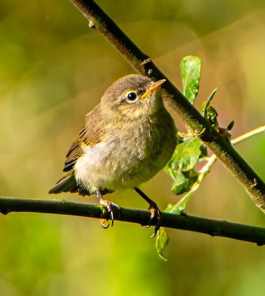 Chiffchaff