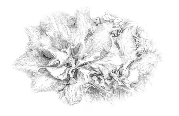 Clematis High Key