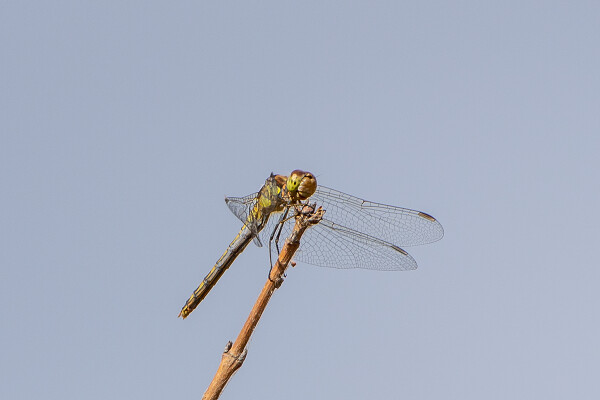 Common Darter?