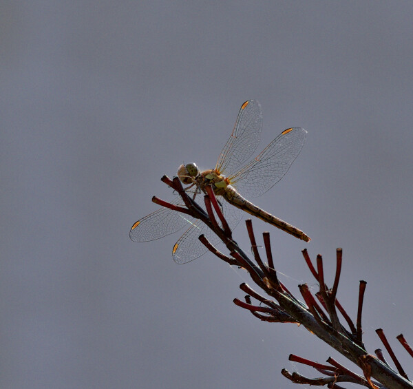 Common Darter Dragonfly.