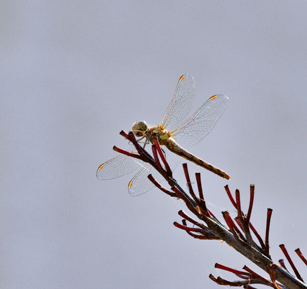 Common Red Darter Dragonfly.