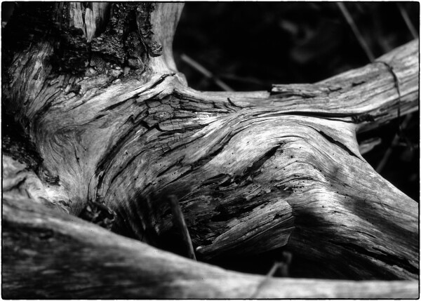 Fallen