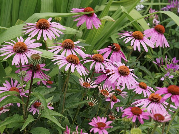 Flowers at Kingston Lacey
