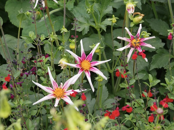 Flowers at Kingston Lacey