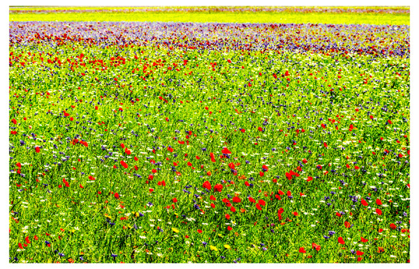 Flowers at large