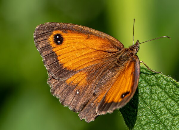 Gatekeeper