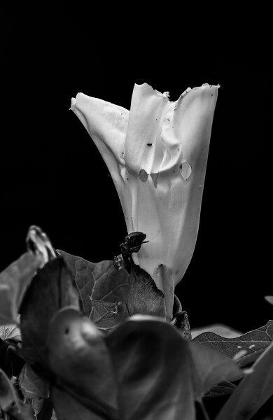 Ghost plant