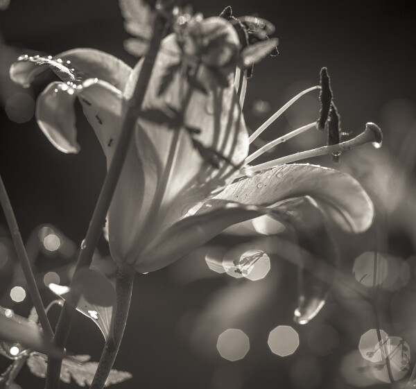 Giant Lily in warm mono