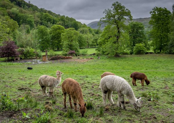Grazing