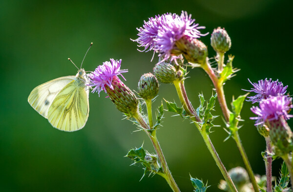 Green veined white
