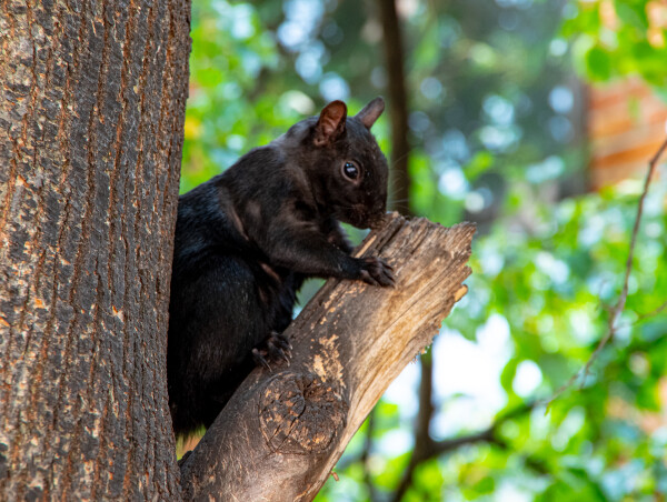 Grey Squirrel Up a Tree
