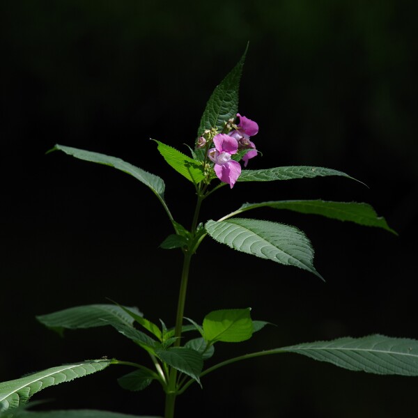 Himalayan Balsam