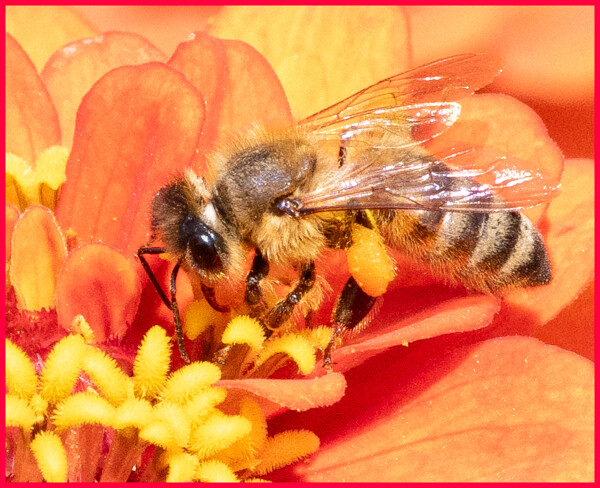 Honey in the Collection Phase