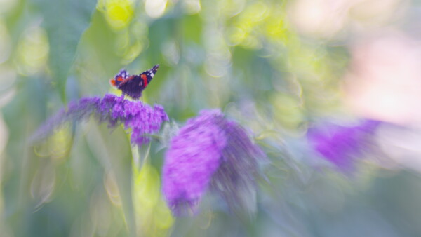 Impression (1)