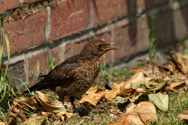 Juvenile Blackbird