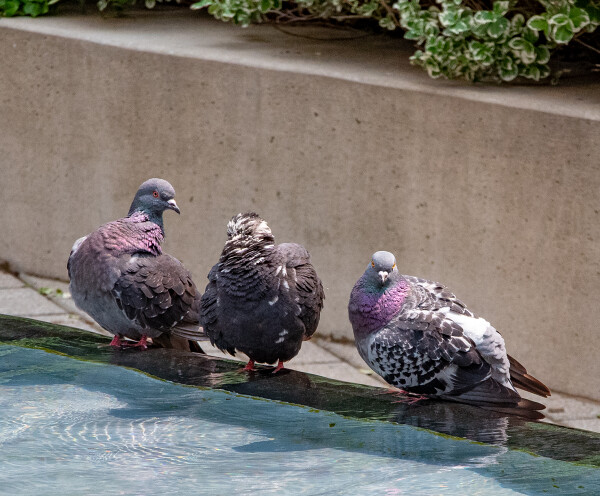 Lining Up for a Bath