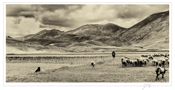 Lone Shepherd bw