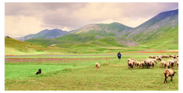 Lone Shepherd