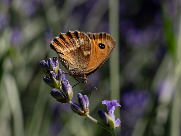 One from this afternoon