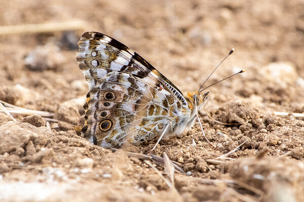Painted Lady
