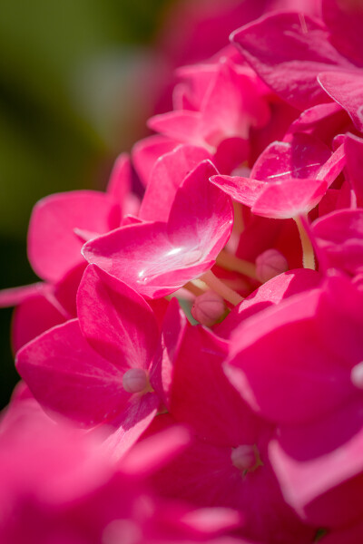 Pastel Pink