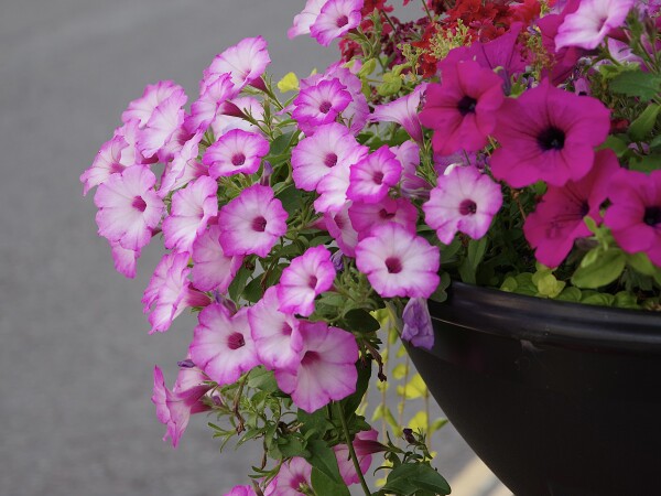 Petunia