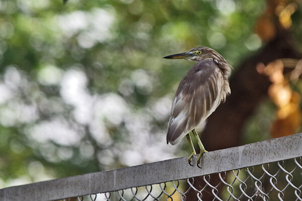 Pond Heron