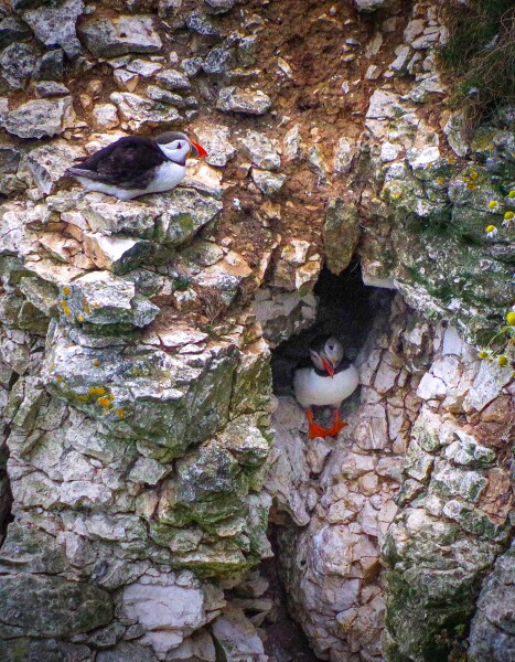 Puffins