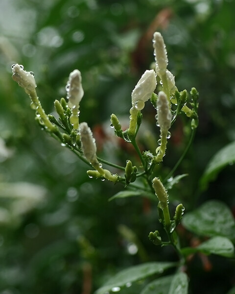 raindrops on Jasmine