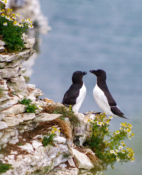 Razorbills
