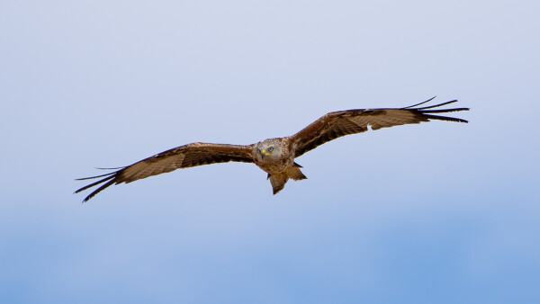 Red Kite