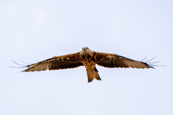 Red Kite