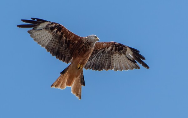 Red Tail Kite