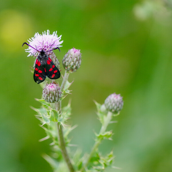 Six spot burnet moth