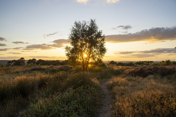 Sunset through the tree