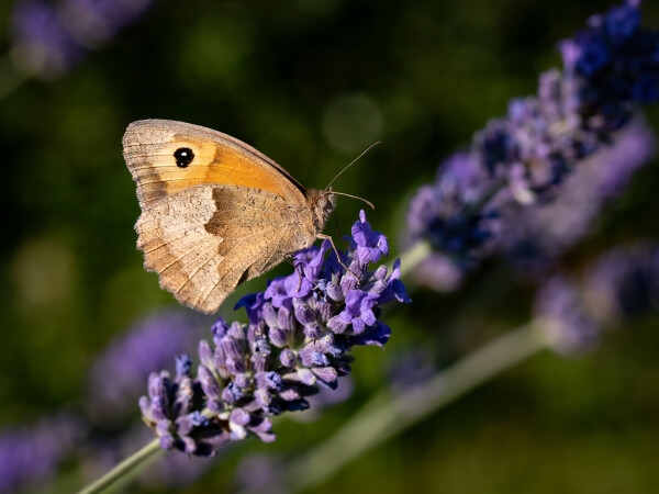 The gatekeeper or hedge brown (Pyronia tithonus)