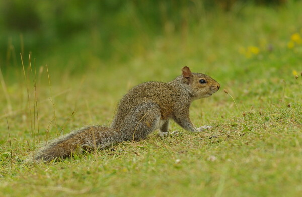 Woodland Squirrel