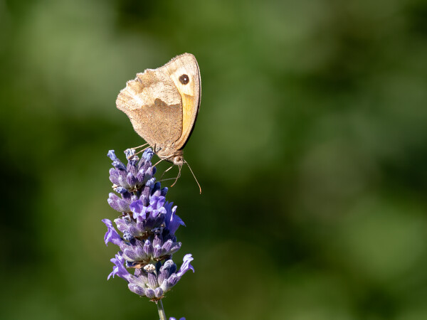 Yet another Gatekeeper Butterfly