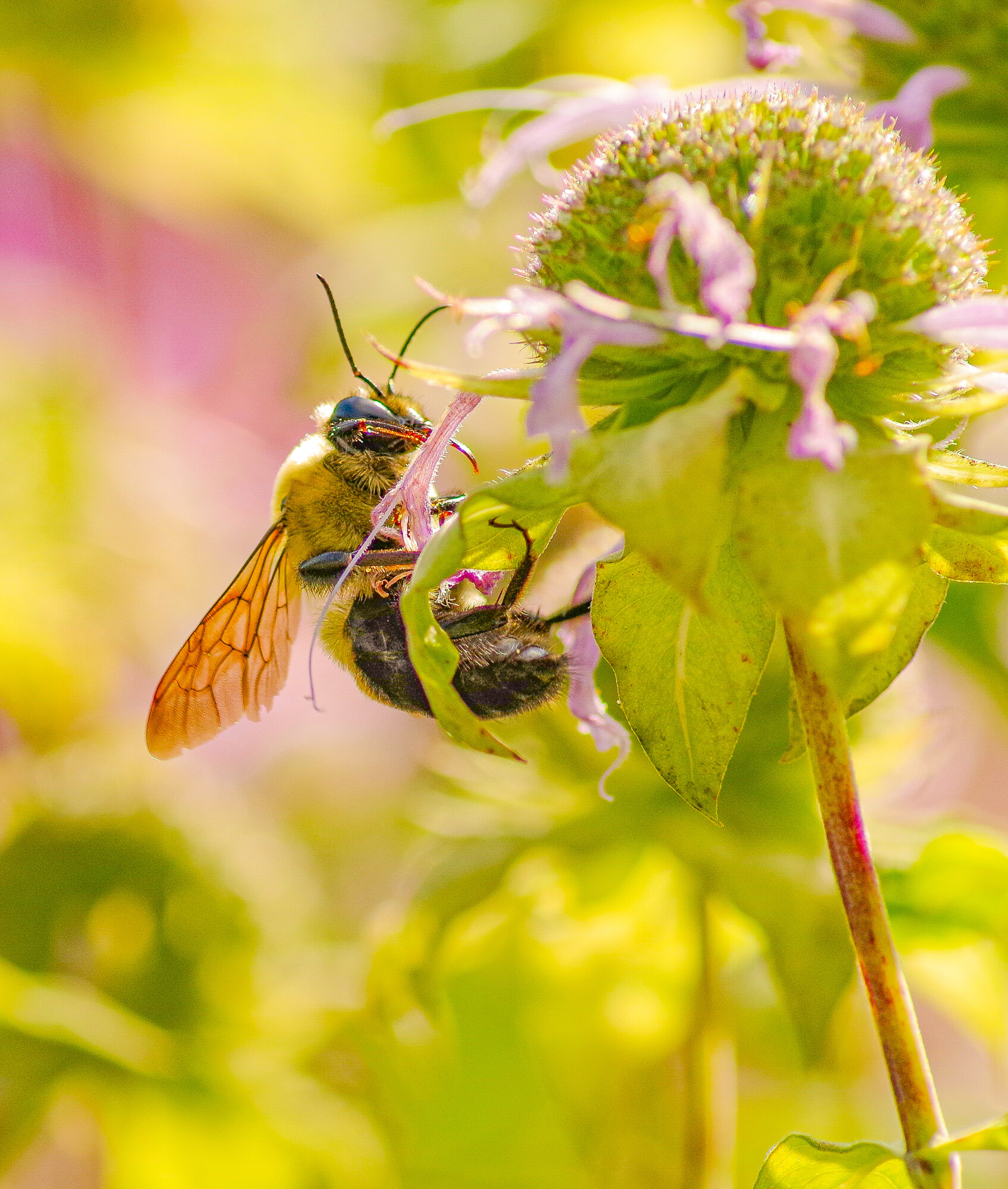 Bee Working