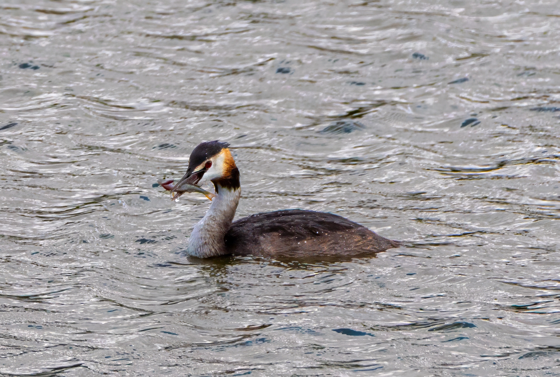 Grebe with lunch