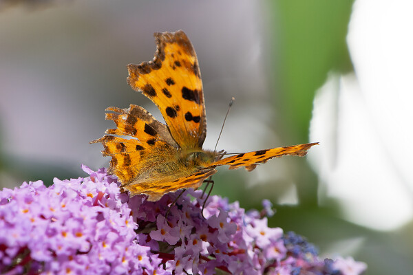 Comma