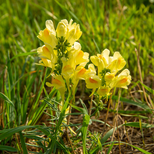 Common Toad Flax