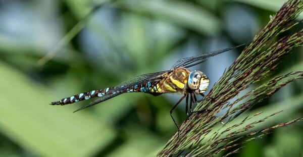 Dragonfly