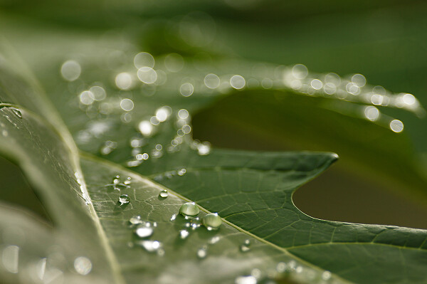drops n bubbles