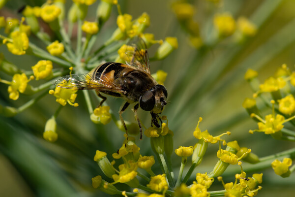Hover Fly