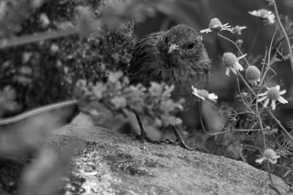 Juvenile Robin