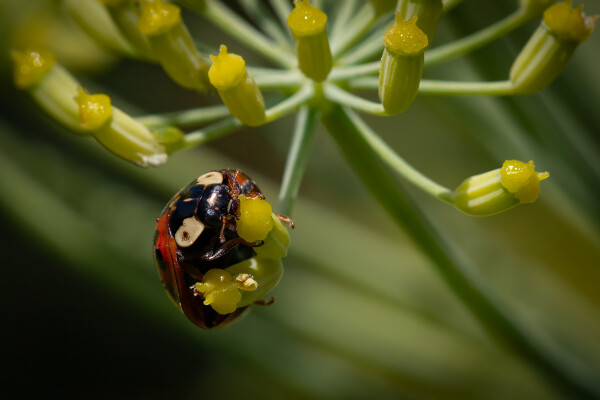 Ladybird